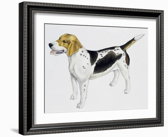 Beagle Harrier (Canis Lupus), Canidae, Drawing-null-Framed Giclee Print