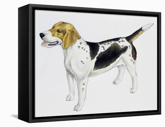 Beagle Harrier (Canis Lupus), Canidae, Drawing-null-Framed Premier Image Canvas