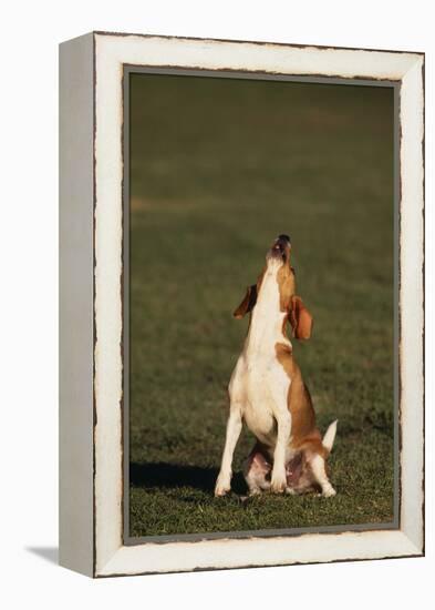 Beagle Howling in Grass-DLILLC-Framed Premier Image Canvas