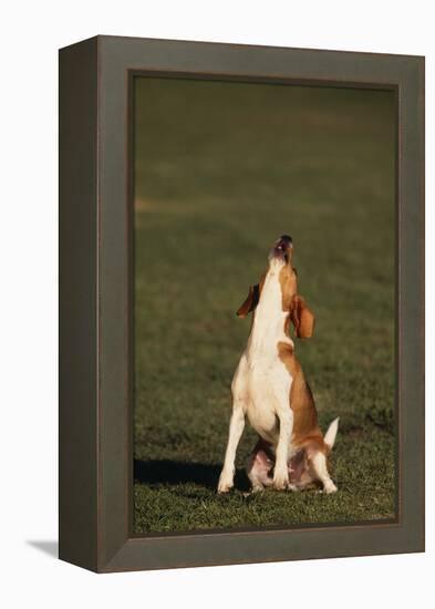 Beagle Howling in Grass-DLILLC-Framed Premier Image Canvas