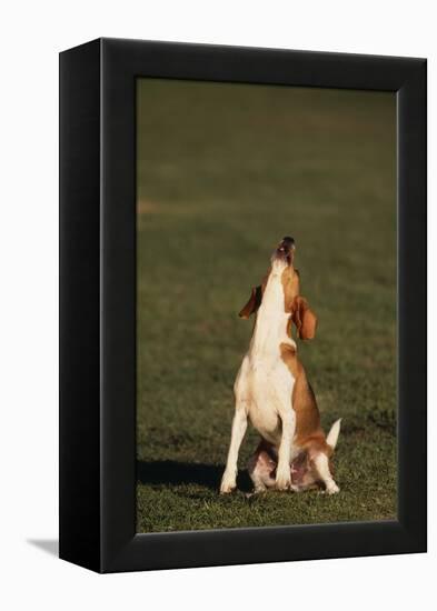 Beagle Howling in Grass-DLILLC-Framed Premier Image Canvas