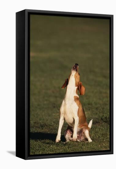 Beagle Howling in Grass-DLILLC-Framed Premier Image Canvas