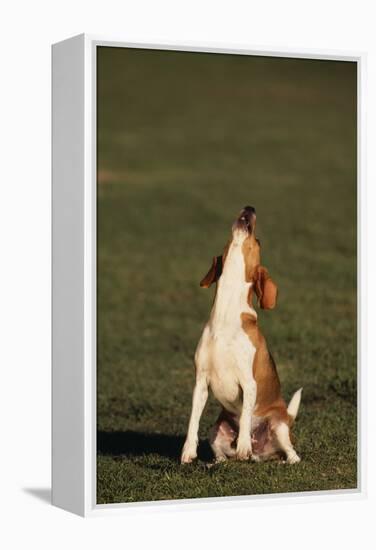 Beagle Howling in Grass-DLILLC-Framed Premier Image Canvas