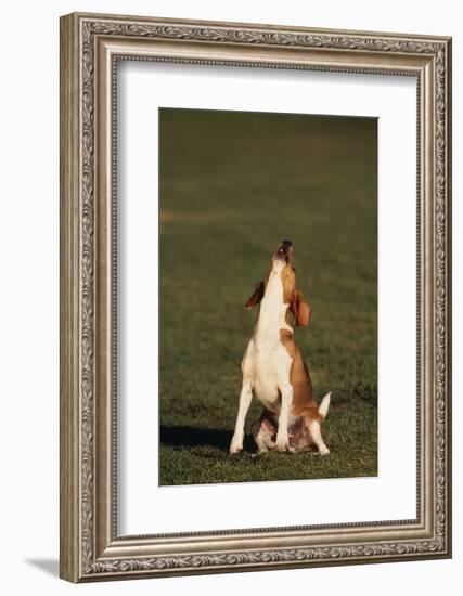 Beagle Howling in Grass-DLILLC-Framed Photographic Print