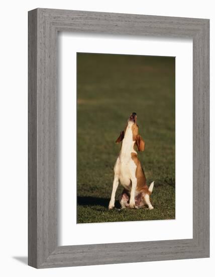 Beagle Howling in Grass-DLILLC-Framed Photographic Print