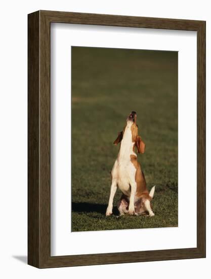 Beagle Howling in Grass-DLILLC-Framed Photographic Print