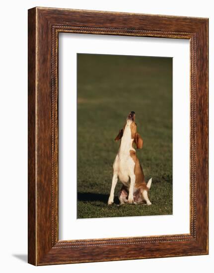 Beagle Howling in Grass-DLILLC-Framed Photographic Print