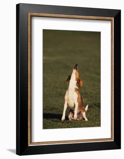 Beagle Howling in Grass-DLILLC-Framed Photographic Print