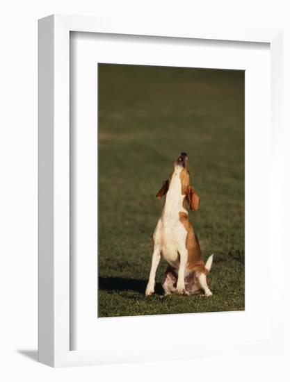 Beagle Howling in Grass-DLILLC-Framed Photographic Print