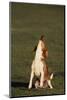 Beagle Howling in Grass-DLILLC-Mounted Photographic Print