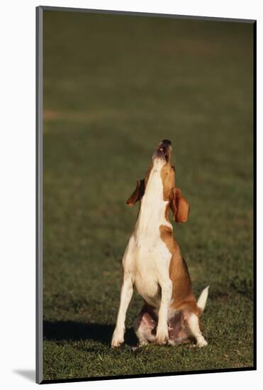 Beagle Howling in Grass-DLILLC-Mounted Photographic Print
