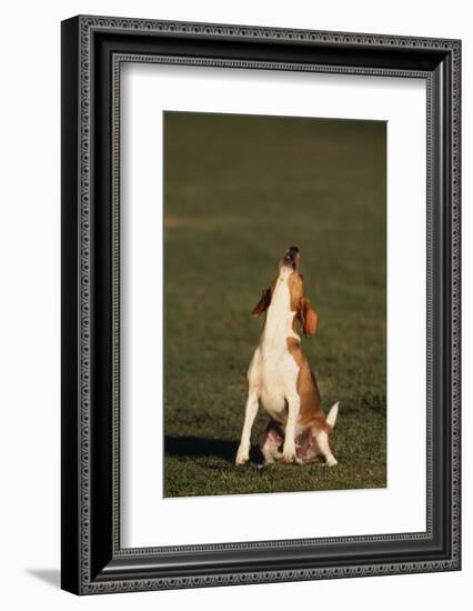 Beagle Howling in Grass-DLILLC-Framed Photographic Print