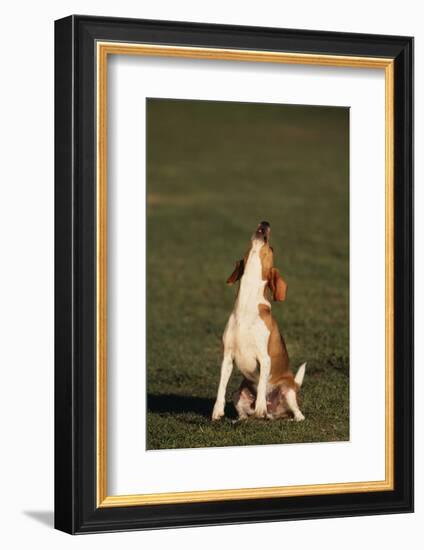 Beagle Howling in Grass-DLILLC-Framed Photographic Print