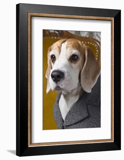 Beagle In Coat-maaram-Framed Photographic Print
