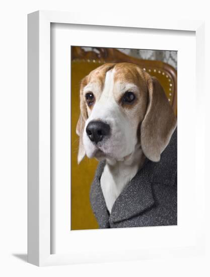 Beagle In Coat-maaram-Framed Photographic Print