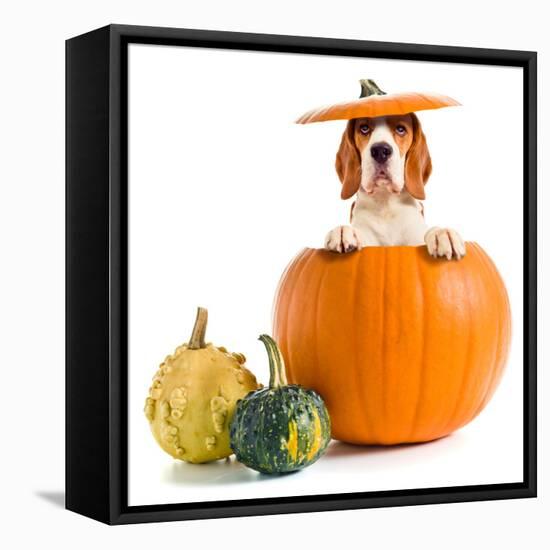 Beagle in Pumpkin-igorr-Framed Premier Image Canvas