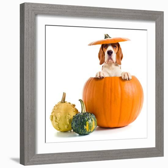 Beagle in Pumpkin-igorr-Framed Photographic Print