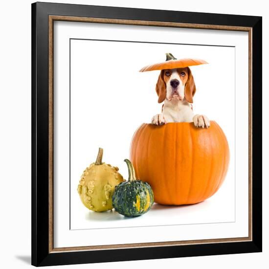 Beagle in Pumpkin-igorr-Framed Photographic Print