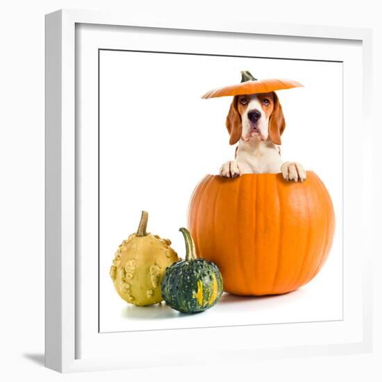 Beagle in Pumpkin-igorr-Framed Photographic Print