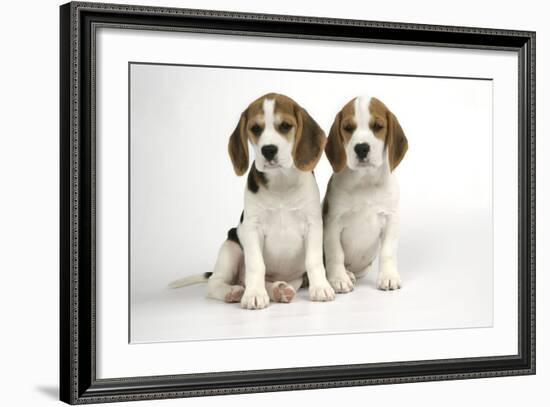 Beagle Puppies Sitting Down-null-Framed Photographic Print