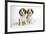 Beagle Puppies Sitting Down-null-Framed Photographic Print