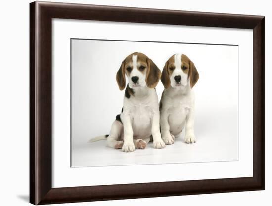Beagle Puppies Sitting Down-null-Framed Photographic Print