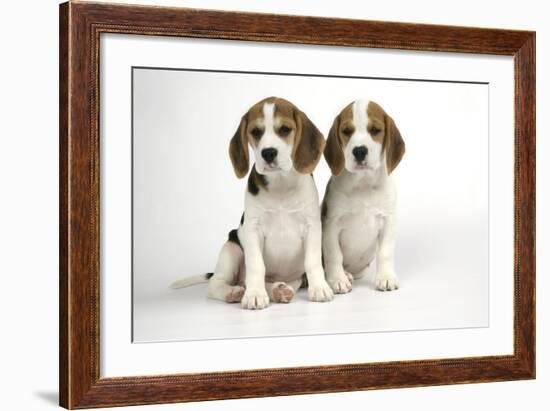 Beagle Puppies Sitting Down-null-Framed Photographic Print