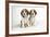 Beagle Puppies Sitting Down-null-Framed Photographic Print