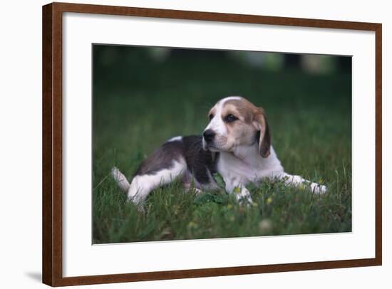 Beagle Puppy Lying in Grass-DLILLC-Framed Photographic Print