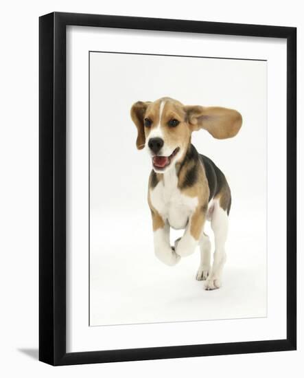 Beagle Puppy Running-Mark Taylor-Framed Photographic Print