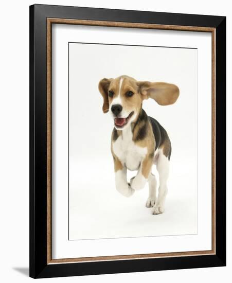 Beagle Puppy Running-Mark Taylor-Framed Photographic Print