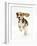 Beagle Puppy Running-Mark Taylor-Framed Photographic Print