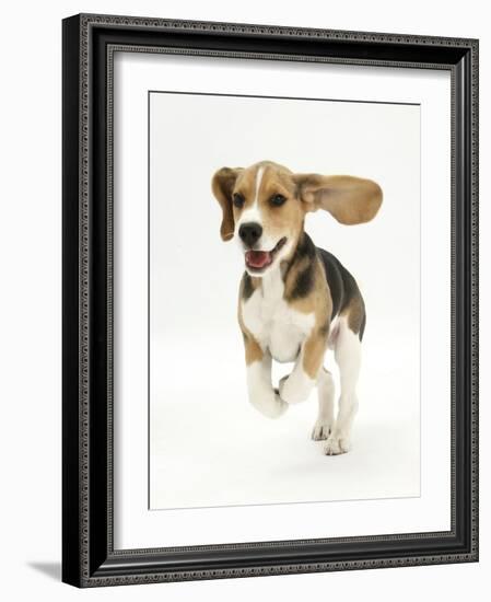 Beagle Puppy Running-Mark Taylor-Framed Photographic Print