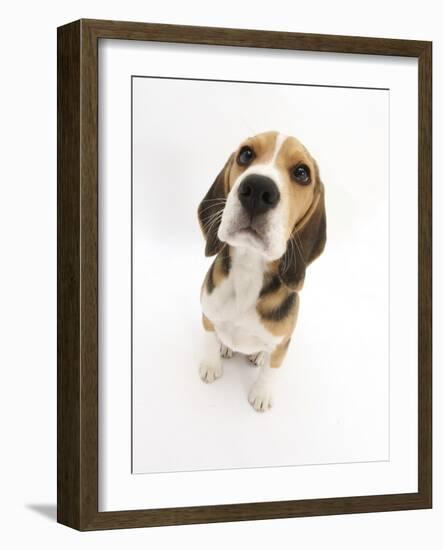Beagle Puppy Sitting and Looking Up-Mark Taylor-Framed Photographic Print