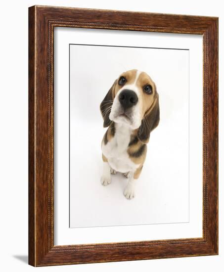 Beagle Puppy Sitting and Looking Up-Mark Taylor-Framed Photographic Print