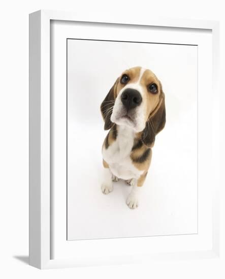 Beagle Puppy Sitting and Looking Up-Mark Taylor-Framed Photographic Print