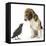 Beagle Puppy with Fledgling Jackdaw (Corvus Monedula)-Mark Taylor-Framed Premier Image Canvas