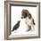 Beagle Puppy with Fledgling Jackdaw (Corvus Monedula)-Mark Taylor-Framed Photographic Print