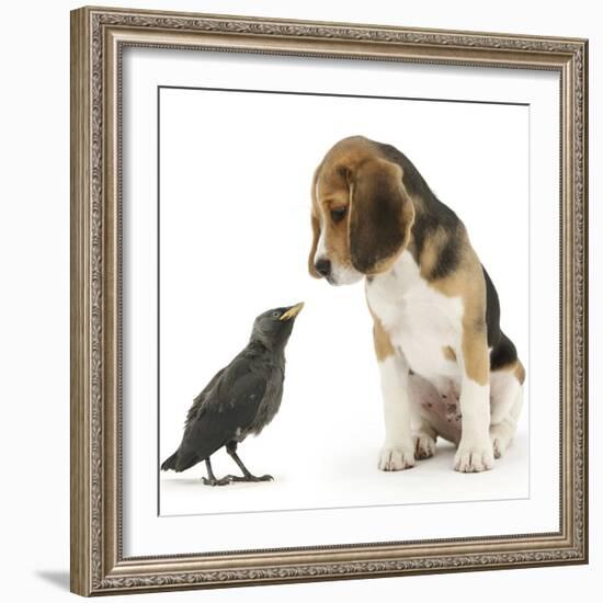 Beagle Puppy with Fledgling Jackdaw (Corvus Monedula)-Mark Taylor-Framed Photographic Print