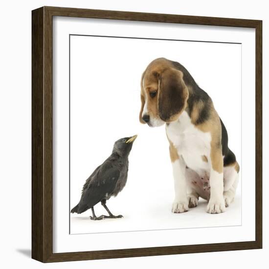 Beagle Puppy with Fledgling Jackdaw (Corvus Monedula)-Mark Taylor-Framed Photographic Print