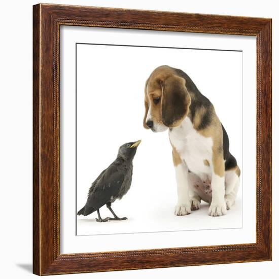 Beagle Puppy with Fledgling Jackdaw (Corvus Monedula)-Mark Taylor-Framed Photographic Print