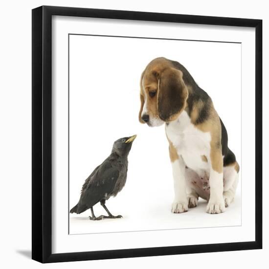 Beagle Puppy with Fledgling Jackdaw (Corvus Monedula)-Mark Taylor-Framed Photographic Print