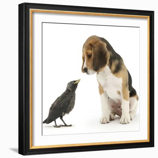 Beagle Puppy with Fledgling Jackdaw (Corvus Monedula)-Mark Taylor-Framed Photographic Print