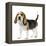 Beagle Puppy-null-Framed Premier Image Canvas