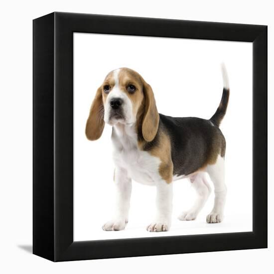 Beagle Puppy-null-Framed Premier Image Canvas