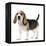 Beagle Puppy-null-Framed Premier Image Canvas