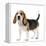 Beagle Puppy-null-Framed Premier Image Canvas