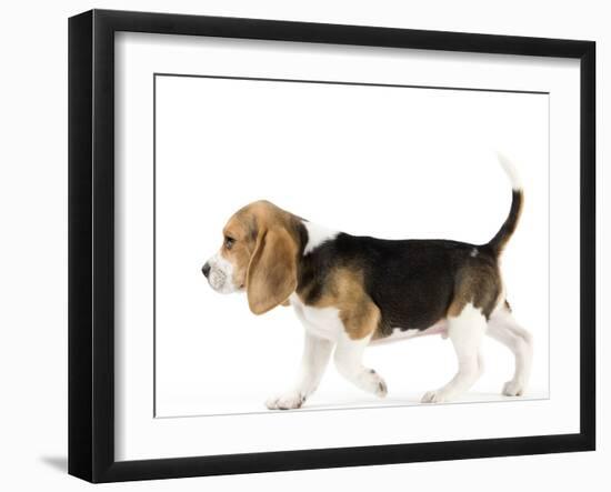 Beagle Puppy-null-Framed Photographic Print