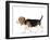 Beagle Puppy-null-Framed Photographic Print
