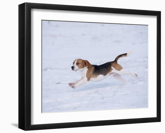 Beagle Running Through Snow, USA-Lynn M. Stone-Framed Photographic Print